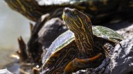 Las tortugas del Río Bravo: causas y consecuencias de su alarmante cambio ecológico