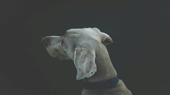 ¿Qué significa que tu perro incline la cabeza cuando le hablas?