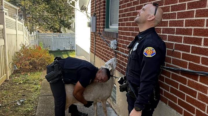 Sheep captured after low-speed chase through Lebanon