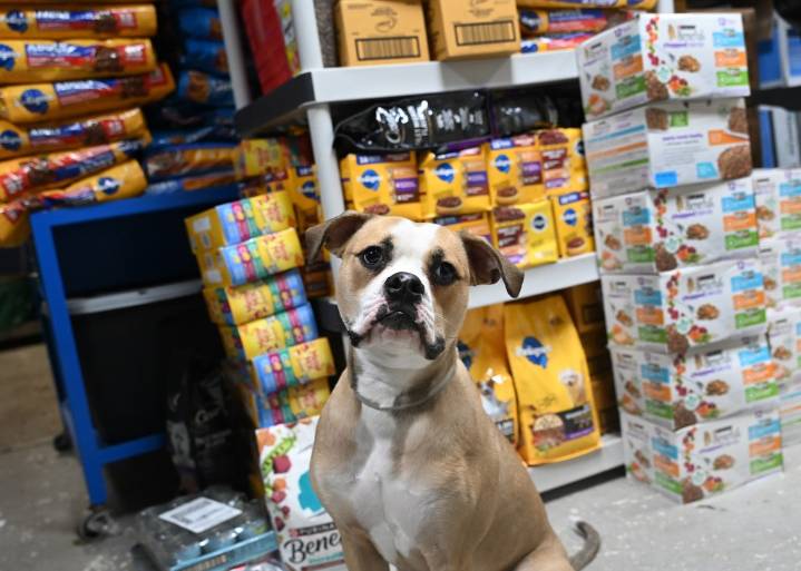 Maryland animal rescue groups prepare for more pet owners in need