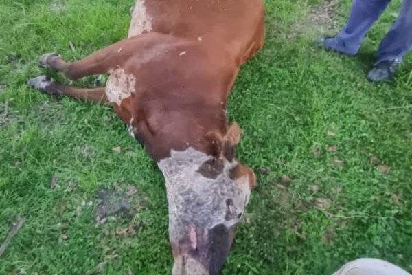 Imágenes: Mató de tres tiros a una vaca porque entró a su patio.