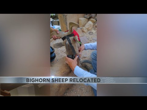 Bighorn sheep in Arizona relocated