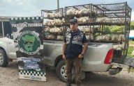 Insólito: trasladaba en camioneta 200 gallinas en tres jaulas