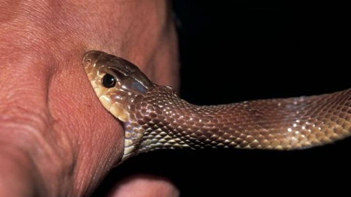 Indore News: Man Asleep On Cot Bitten By Snake, Dies