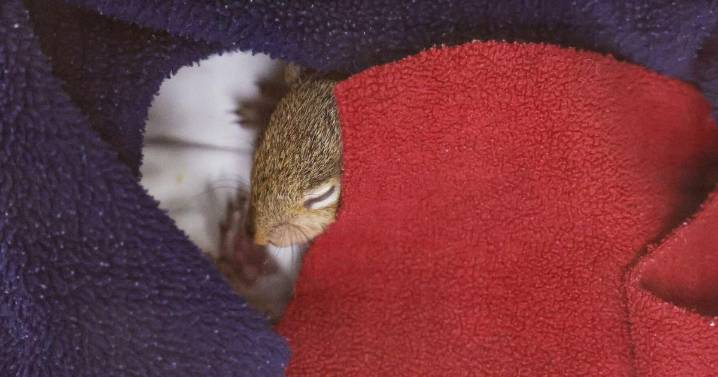 Frisky squirrels overwhelm St. Louis animal rescue group
