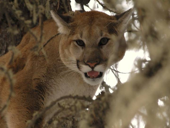 'Big cat' in Napanee: cougar sightings downplayed by ministry