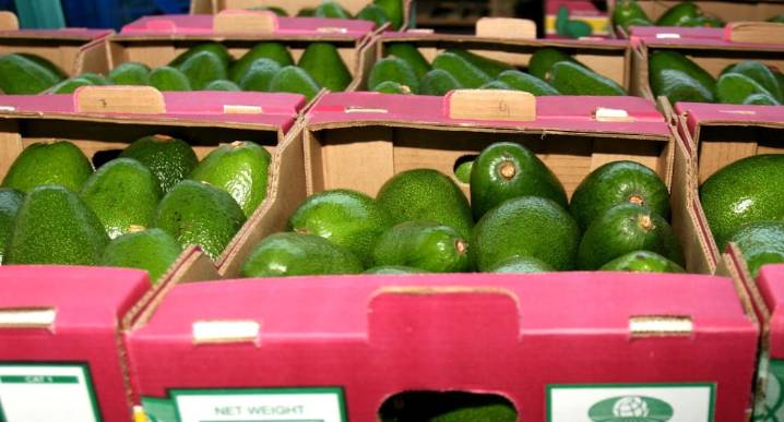¿Cómo “zarpa” la palta de Perú hacia el 2034?: el plan para escalar en el podio mundial de la agroexportación