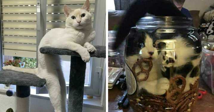 45 Times Cats Defied Gravity And Logic, Flowing Like Liquid Into Every Nook And Cranny