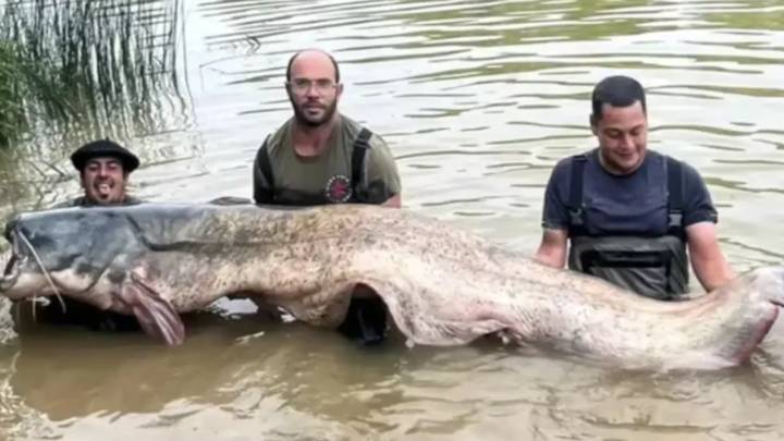 Pescan en el río Ebro el siluro más grande registrado en España