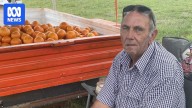 Bundaberg council takes roadside produce seller to court twice