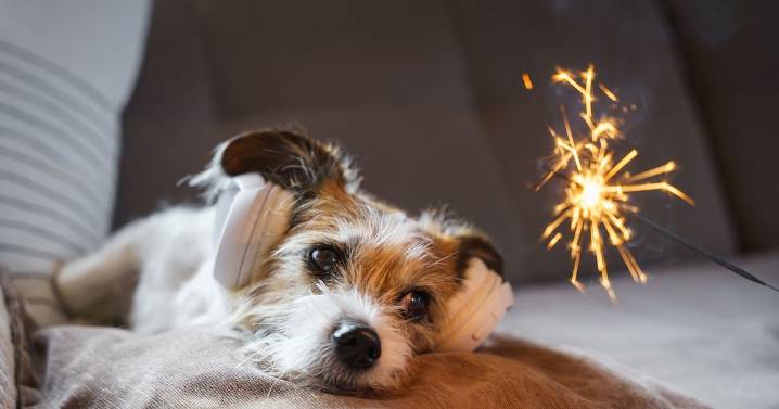 'Im a vet and this is how to keep your pets safe on Bonfire Night'