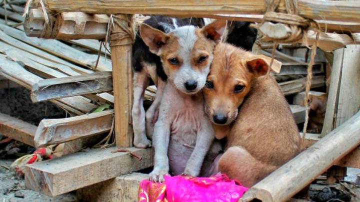 ¿Qué hay que hacer después de adoptar a un perrito de la calle?