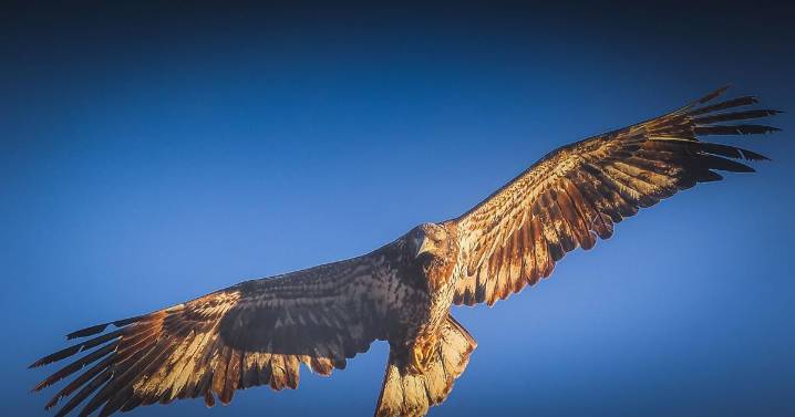 Wildlife, insects and more