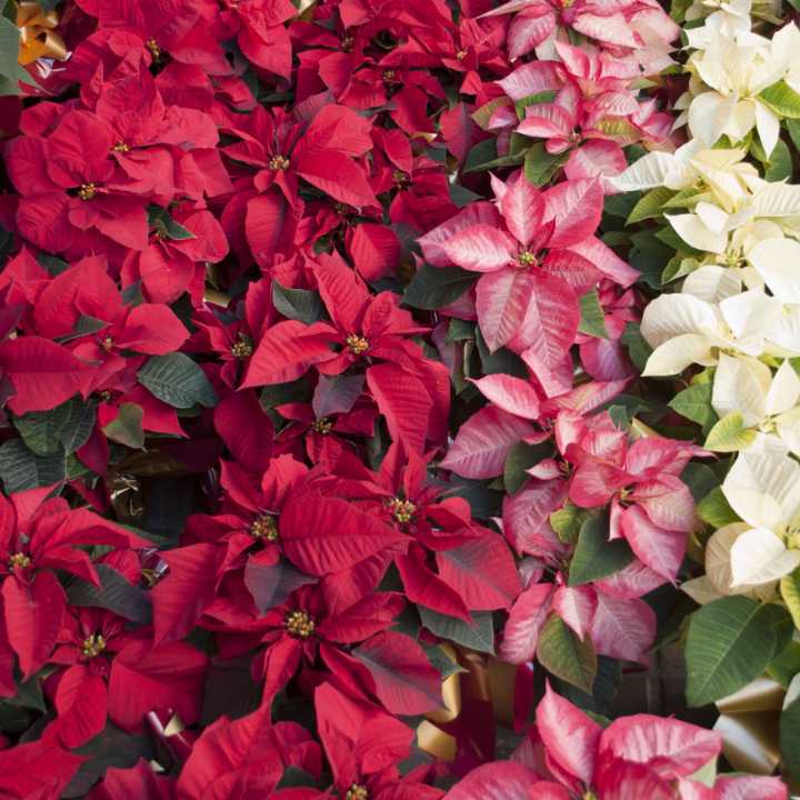 Gardening With Allen: Poinsettias not limited to just red