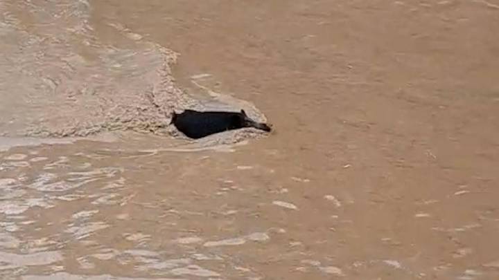 La crecida del Besòs por las fuertes lluvias arrastra a un jabalí