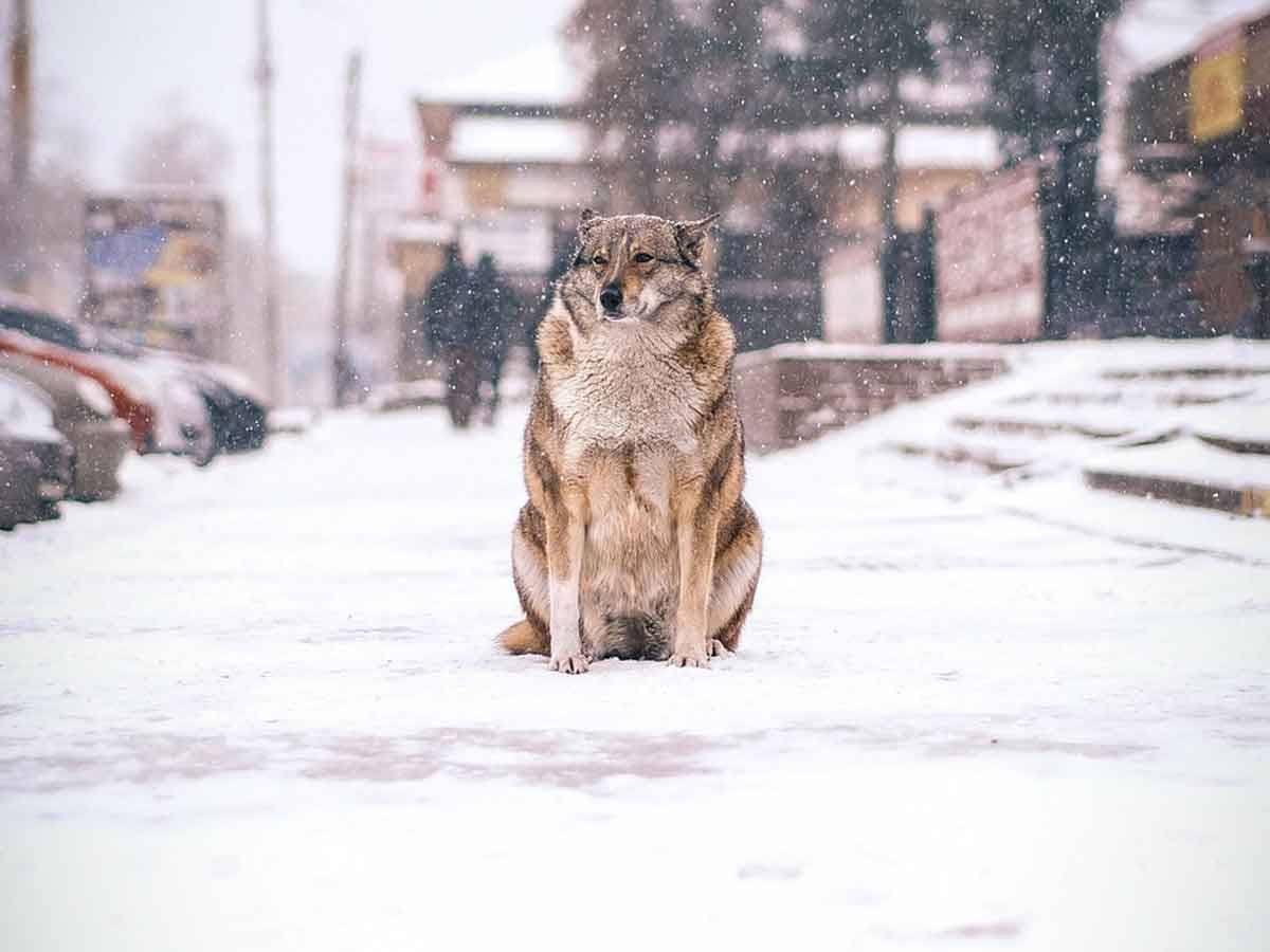 Ola de frío en México: cómo ayudar a los perritos callejeros a sobrevivir las bajas temperaturas
