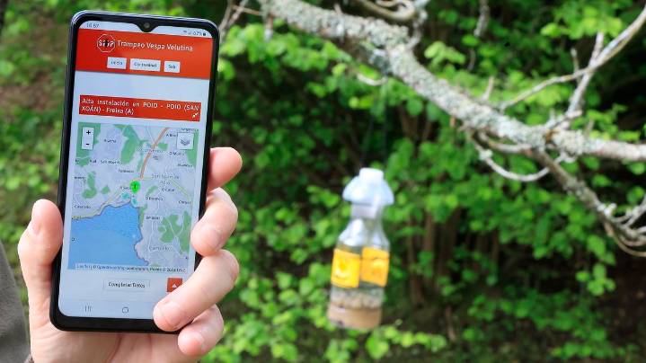 Octubre, el segundo mes con más avisos por avispa velutina, con más de 6.300