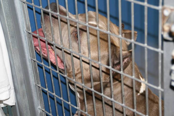 Las Vegas City Council bans pet sales