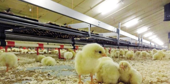 España activa el confinamiento general de las aves de corral por el riesgo elevado de gripe aviar