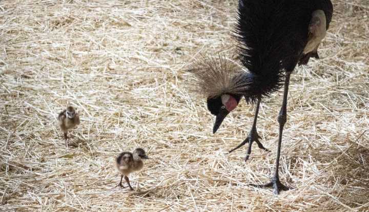 “Conservación en acción: nacen las primeras grullas coronadas cuellinegras en BIOPARC Valencia”