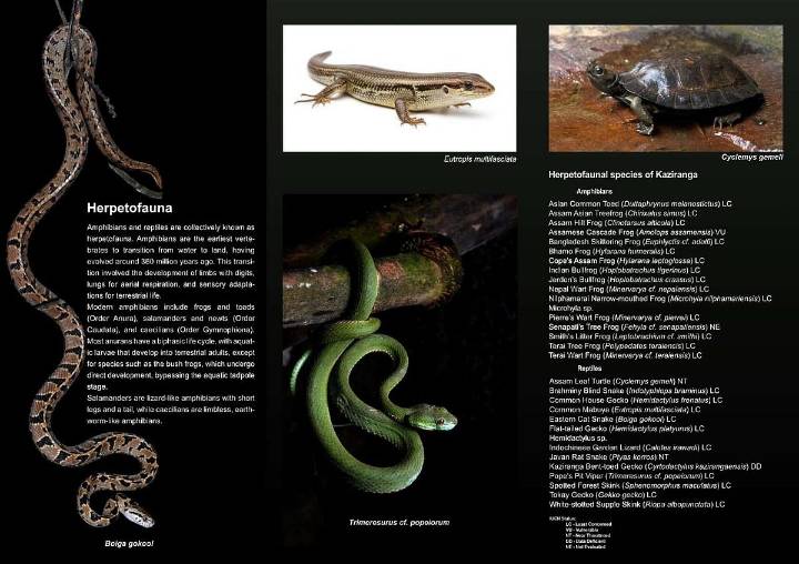 Assam: Kaziranga unveils new survey reports of fish, frog and reptile diversity