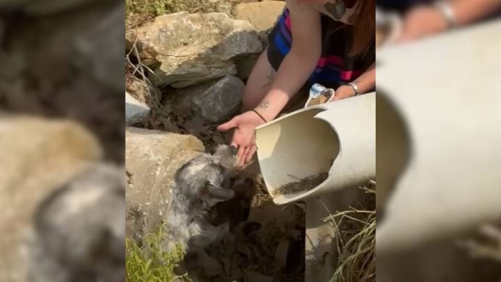 Georgia Rescuer Shocked After Uncovering Two Secret Residents Inside A Drain Pipe