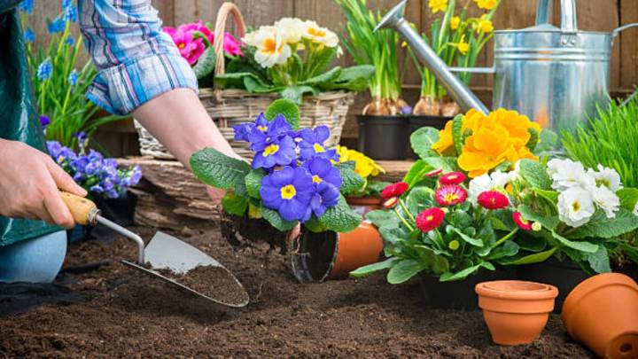 Gardening As Therapy: How Plants Can Boost Mental Health?
