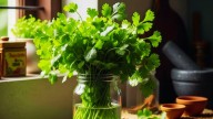 Coriander Going Bad? Try This Simple Trick To Keep It Fresh For Days