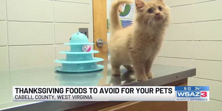 Thanksgiving foods to avoid for your pets