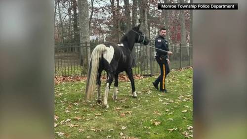 Horse leads police on chase in Gloucester Co.