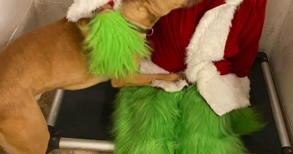 Help Mason County Mutts make a happy holiday season for furry friends