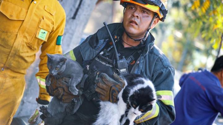Rescatan a cinco gatitos de incendio en Monterrey | Fotos - El Heraldo de México