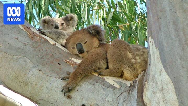 CSIRO koala population estimates triple, but conservationists cast doubt on figures