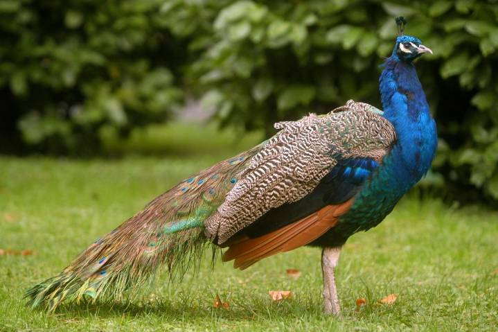 Detectado un positivo de gripe aviar en un pavo real del parque municipal de Guardamar