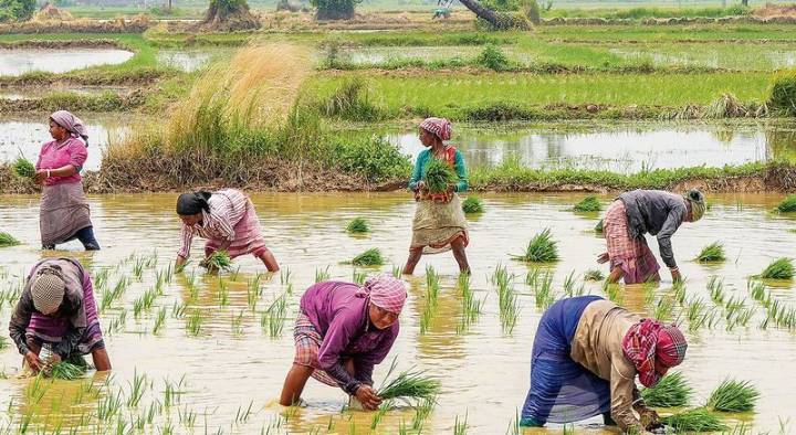 India tops world in methane emissions from agriculture: UN body
