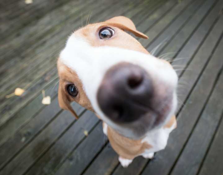 Bogotá lanza iniciativa para salvar vidas animales en las vías