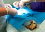 Esterilizar salva vidas: la importancia de cuidar la salud y el futuro de tus mascotas