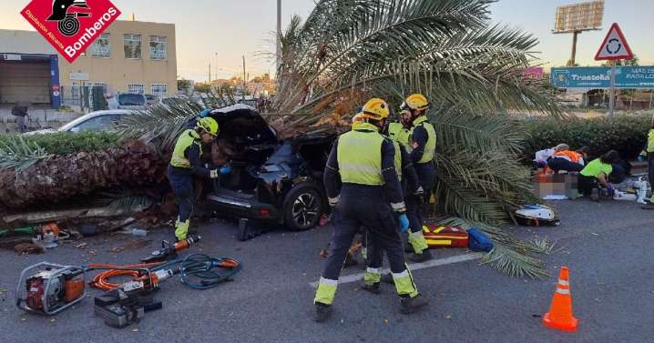 Un hombre muere aplastado por una palmera en la localidad alicantina de Torrevieja