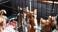 Cat fosters wanted at Las Vegas Animal Care Center