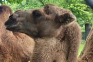 Detroit Zoo bids adieu to camel Tula, marking latest loss in beloved animal family