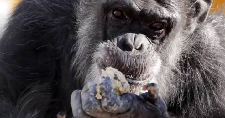 AI thinks it’s smart; chimps may beg to differ