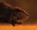 Le barrage, le mythe, la légende : 50 ans de castor