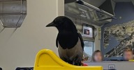 Cheeky magpie 'winging it' by catching a ride on Glasgow train