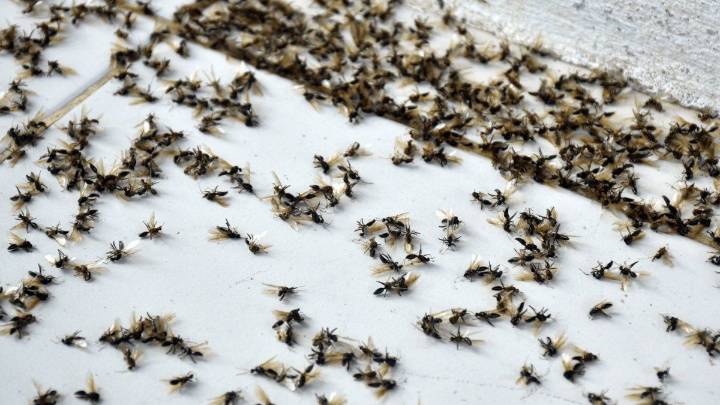 Invasión de hormigas voladoras en el AMBA: los trucos caseros más efectivos para eliminarlas
