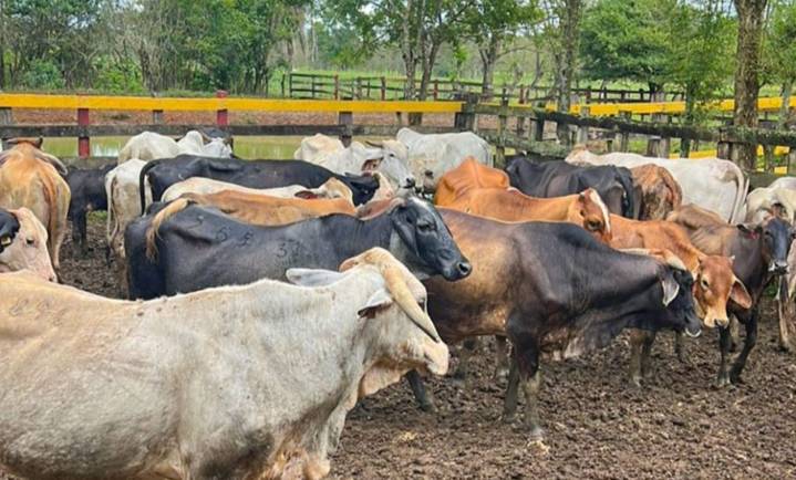 SEDER no puede con el gusano