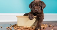 Pet nutritionist explains how right dog food can add two years to your pet's life