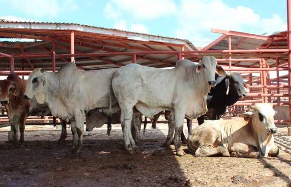 A un año del primer cierre, no hay fecha para abrir la frontera a ganadería