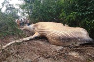 Una ballena aparece en medio de la selva amazónica sin rastros de traslado