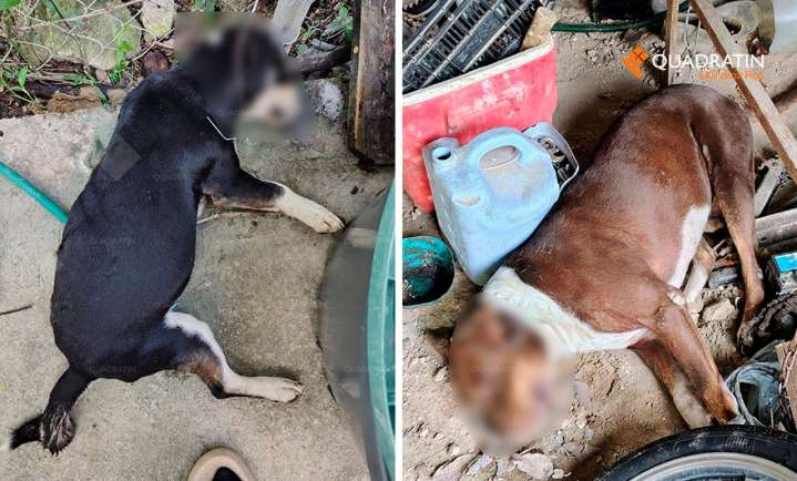 Alertan por nueva ola de envenenamiento de perros en Chetumal