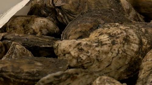 NC Oyster farmers raising funds to benefit state's reefs